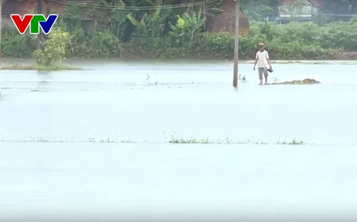 Hàng nghìn héc-ta lúa Hè Thu tại miền Trung bị ngập nước do mưa lớn