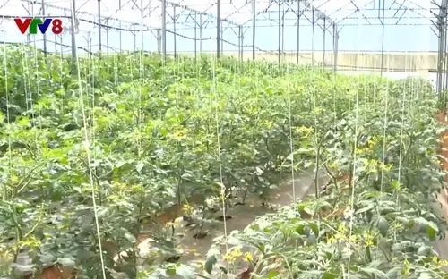 Mua rau tại vườn - Xu hướng tiêu dùng nâng cao trách nhiệm người sản xuất