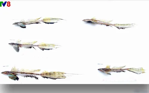 Phát hiện loài sinh vật biển mới tại Việt Nam