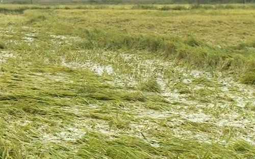 ĐBSCL: Nhiều diện tích lúa bị đổ ngã do mưa giông