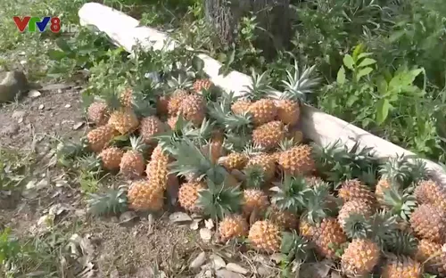 Nông dân Phú Yên bỏ dứa không thu hoạch