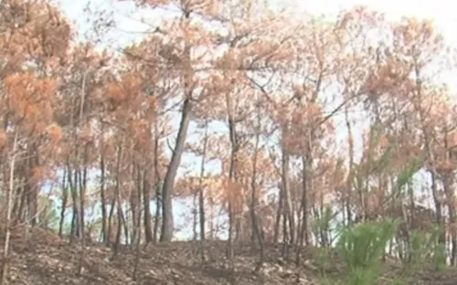 Khẩn trương vào cuộc điều tra nguyên nhân 4 vụ cháy rừng tại Thừa Thiên Huế