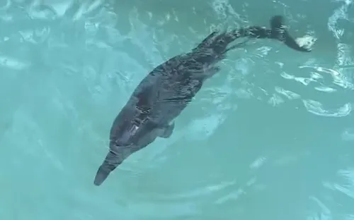 Nỗ lực cứu chữa cá heo con bị thương