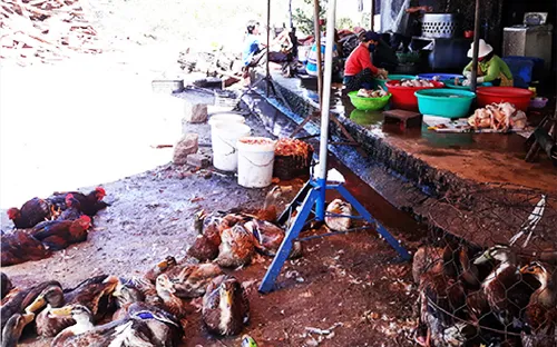 Ô nhiễm môi trường do giết mổ gia súc tại các chợ Nha Trang