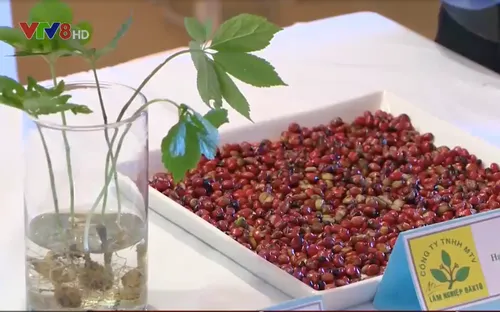 Kon Tum: Bảo vệ thương hiệu sâm Ngọc Linh