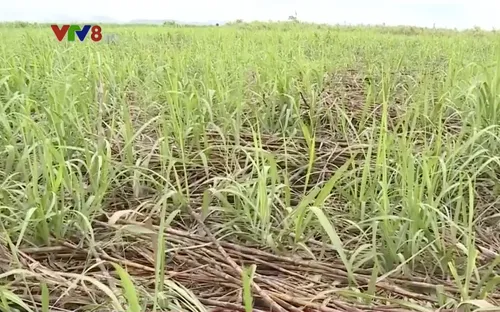 Doanh nghiệp phá vỡ hợp đồng với người trồng mía