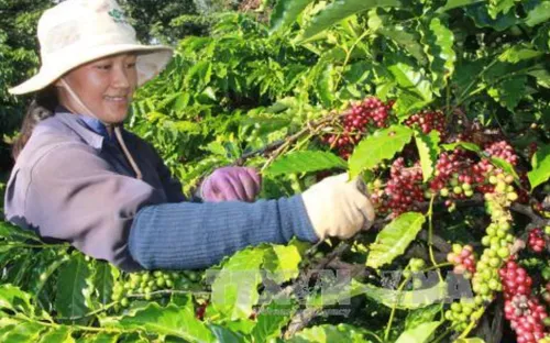 Hiệu quả từ việc hỗ trợ phát triển sản phẩm công nghiệp nông thôn