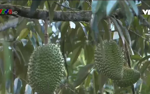 Quảng Nam đột phá trong phát triển kinh tế vườn gắn với du lịch