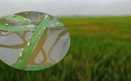 Rầy lưng trắng hại lúa bùng phát trên diện rộng ở Quảng Trị