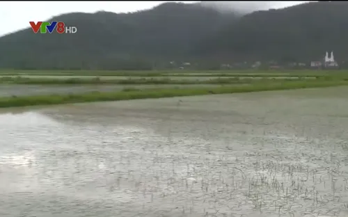 Nghệ An khẩn trương tiêu úng cho hơn 20.000 ha lúa