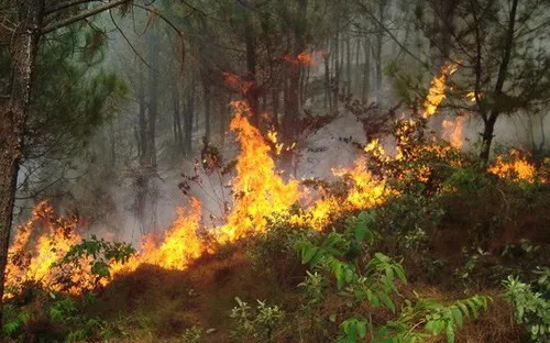 Nghệ An dập tắt vụ cháy lớn rừng thông tại Khánh Sơn