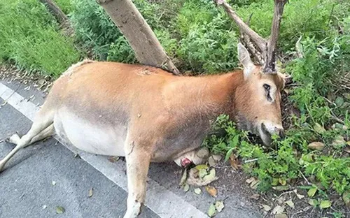 Nhà hàng mời chào thực khách ăn thịt nai ngay tại... khu bảo tồn nai sừng tấm
