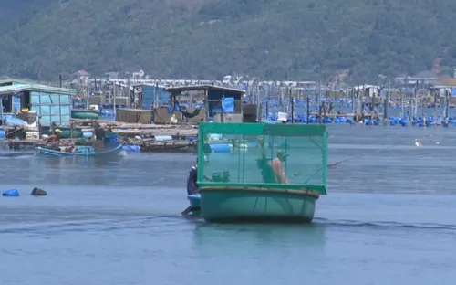 Lồng tôm hùm vượt bão