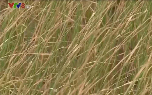 Bình Định: Mất trắng vụ hè thu vì nắng hạn kéo dài