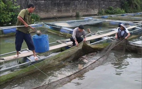 Tiêu điểm: Cá nuôi chết hàng loạt và bài học quy hoạch nuôi thuỷ sản