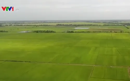 Tích tụ ruộng đất ở Đồng Tháp: Còn nhiều vướng mắc