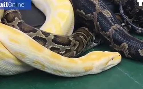 Công viên mời du khách nằm nghỉ để trăn mát-xa