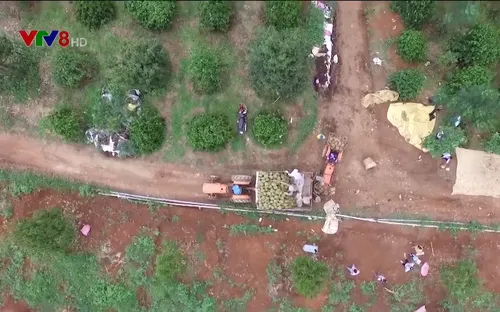 Kinh tế hợp tác - Nông dân cùng phát triển