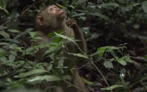 Đà Lạt: Thả 9 cá thể khỉ về rừng Hồ Tuyền Lâm