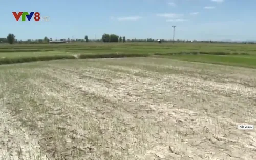 Khô hạn đầu vụ hè thu