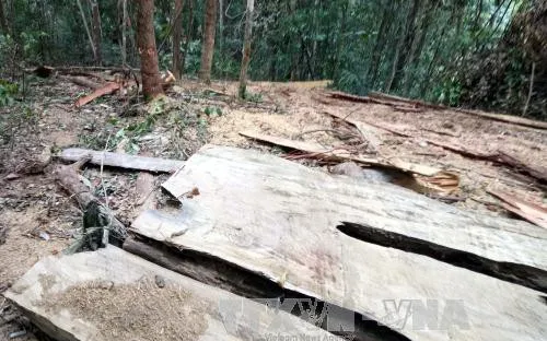 Sẽ khởi tố vụ án khai thác gỗ rừng phòng hộ trái phép tại Bình Định