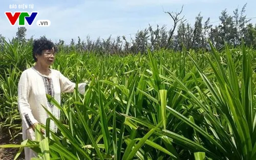 Sản xuất dược liệu trên vùng cát miền Trung