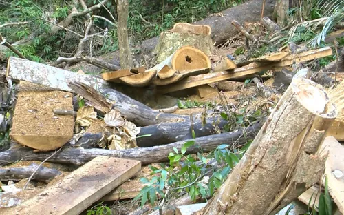 Phát hiện vụ phá rừng tự nhiên đầu nguồn quy mô lớn tại Bình Định