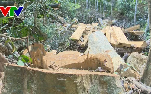 Vụ phá rừng tự nhiên phòng hộ tại Bình Định: Có dấu hiệu của tội phạm hình sự