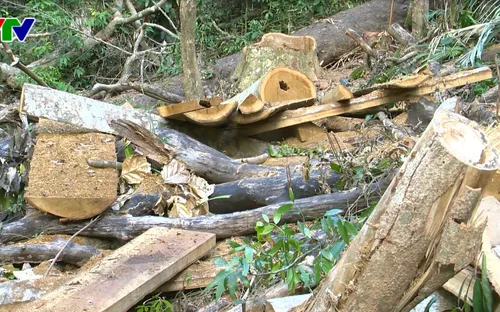 Khởi tố vụ án phá rừng tại Vĩnh Thạnh, Bình Định