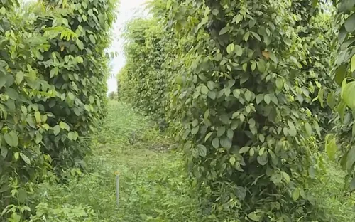 Nhiều giải pháp phát triển hồ tiêu bền vững tại Gia Lai