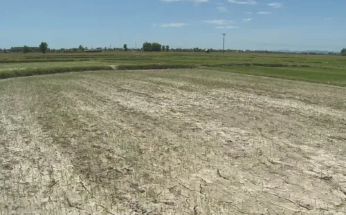 Nông dân Hà Tĩnh nỗ lực cứu lúa mùa nắng hạn