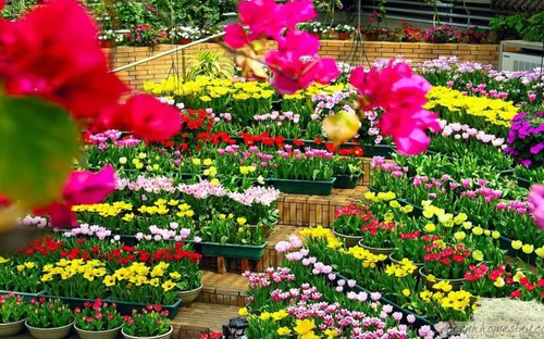 Lâm Đồng gặp khó trong nhập khẩu giống hoa