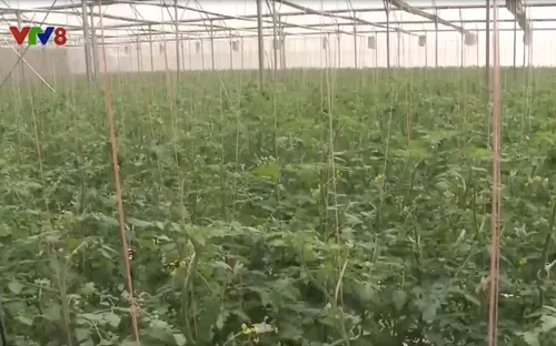 Sản xuất sạch trên đất Măng Đen