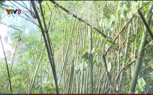 Quảng Nam phát hiện một lượng gỗ lớn quy cách