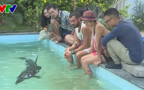 Sức khỏe cá heo dạt vào biển Đà Nẵng đã tốt lên