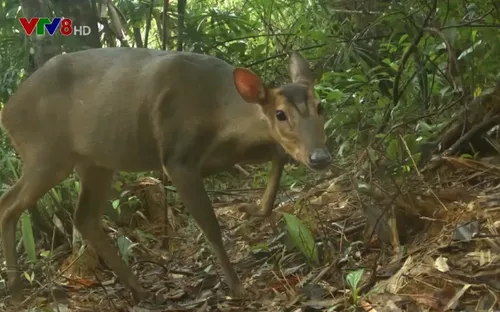 Báo động tình trạng săn bắn động vật hoang dã quý hiếm