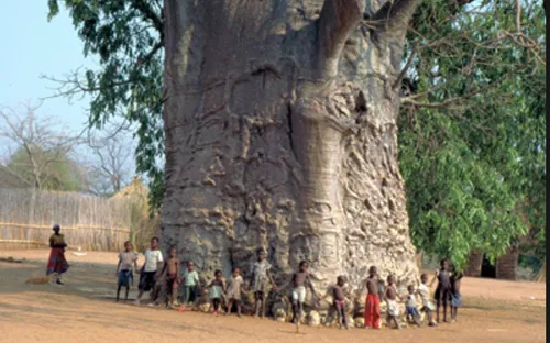 Tiếng kêu cứu từ loài "siêu thực vật"