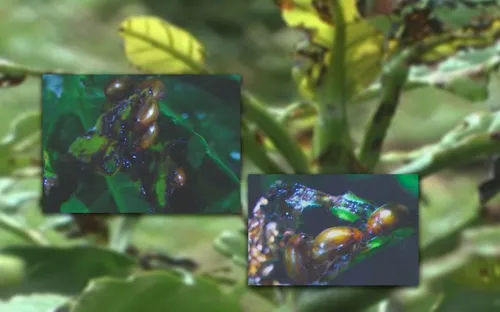 Kon Tum: Bọ cánh cứng gây thiệt hại cây cà phê tại Đắk Hà