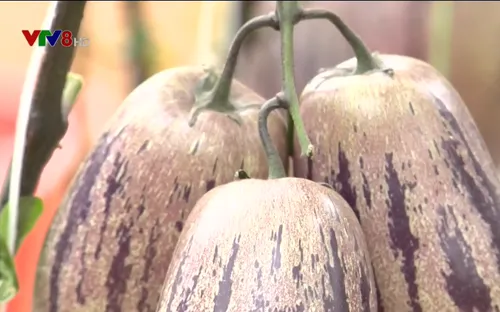 Dưa Pepino - Ý tưởng khởi nghiệp từ nông sản độc đáo