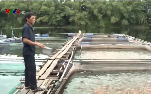 Quảng Nam nhiều rủi ro trong nuôi cá lồng bè trên sông