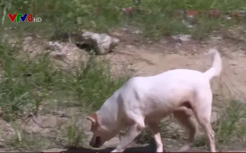 Hiểm họa từ chó thả rông