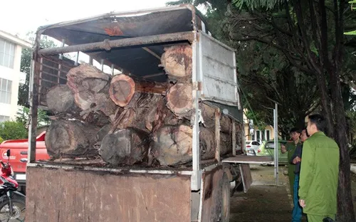 Lâm Đồng: Bắt quả tang xe tải chở gỗ lậu