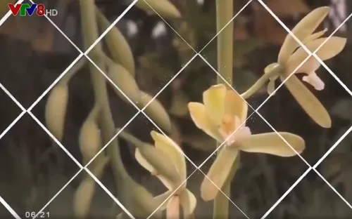 Vẻ đẹp loài hoa lan kiếm