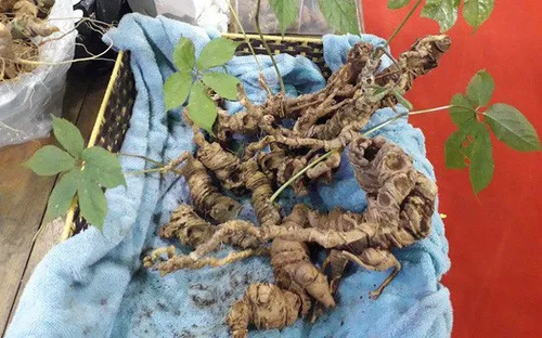 Quảng Nam di thực sâm Ngọc Linh