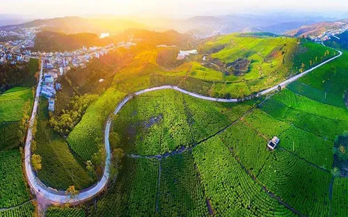 Khám phá đồi chè Cầu Đất Đà Lạt