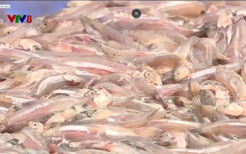 Khó di dời cơ sở sản xuất nước mắm ra khỏi thành phố