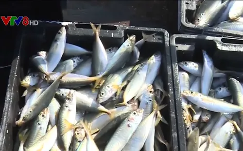 Quảng Trị được mùa câu cá trên biển