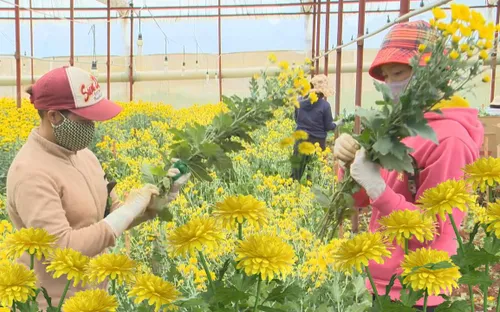 Chấp nhận rủi ro, nông dân bán hoa theo phương thức ký gởi