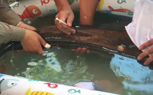 Chuyện Biển, chuyện Người: "Đội giải cứu cá heo" (19h30 thứ Ba, 21/8)