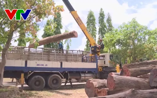 Bắt khẩn cấp Hạt trưởng hạt kiểm lâm liên quan vụ trùm gỗ lậu Phượng "râu"